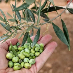 Oliiviöljy, extraneitsyt, Happy Olive, 3 l
