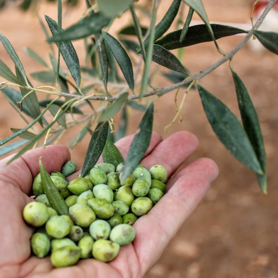 Oliiviöljy, extraneitsyt, Happy Olive, 3 l